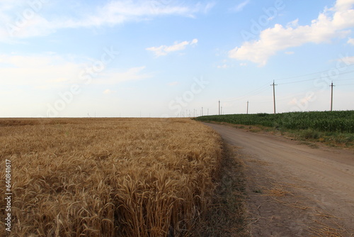 Wheat field and country road