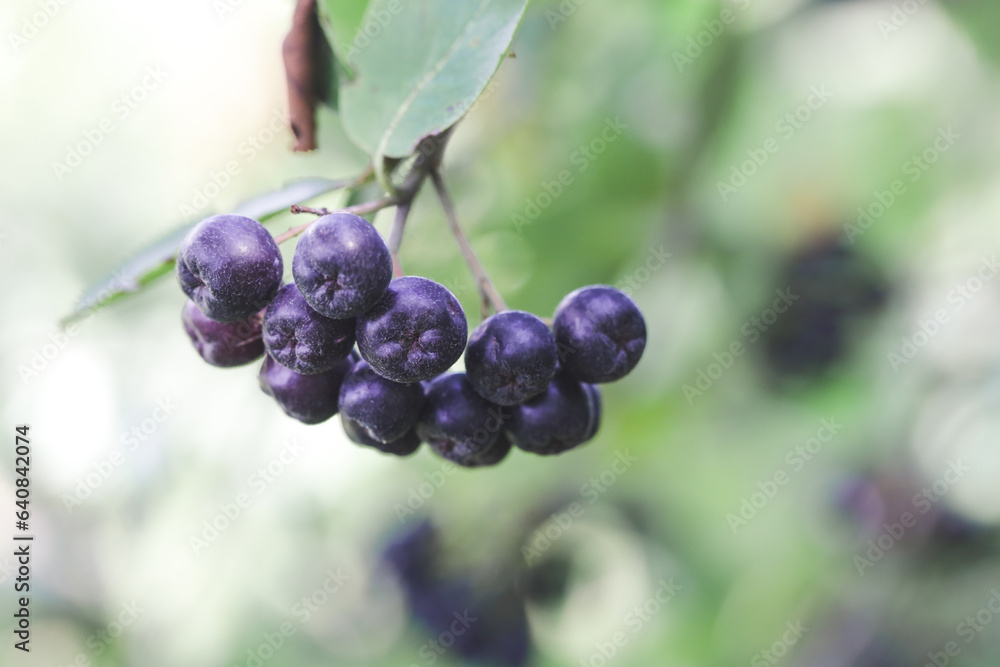 Aronia berry bush - superfruit that boosts your body’s immune system to combat stress-related diseases, close up Aronia berry bush - superfruit that boosts your body’s immune system to combat stress-related diseases, close up
