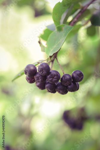 Aronia berry bush - superfruit that boosts your body’s immune system to combat stress-related diseases, close up 