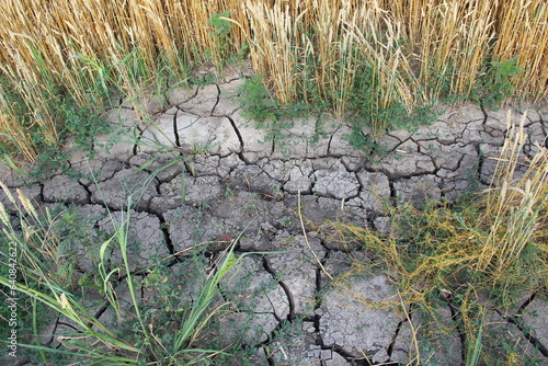 Dried, cracked soil in an agricultural field