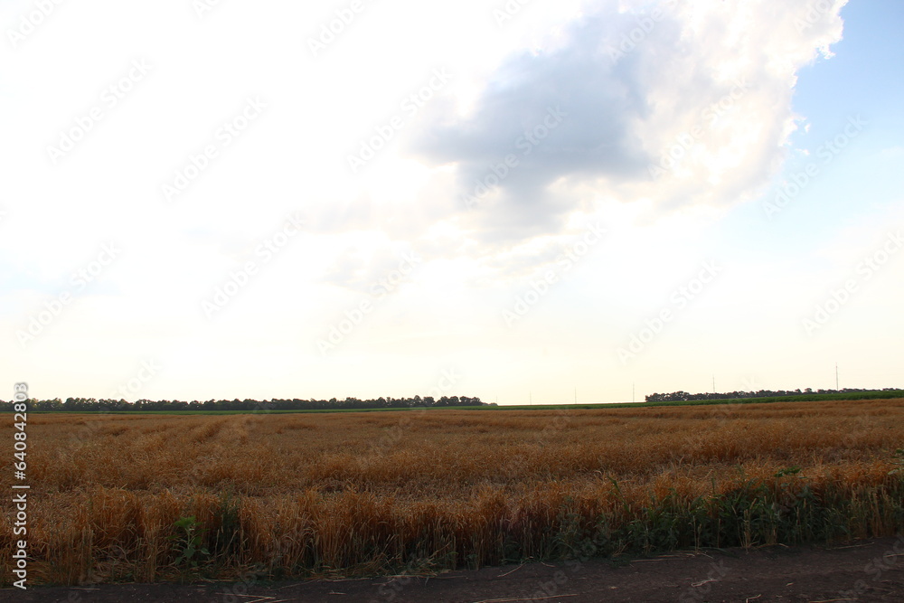 Wheat field against the background of electrical poles