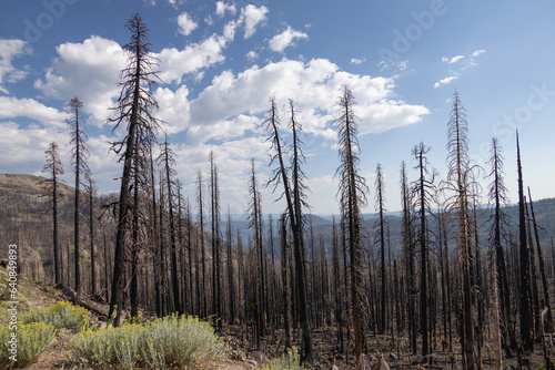 Tall, dead trees at Lassen Volcanic National Park, California