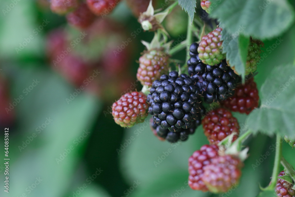 Blackberry bush with ripe and green berries Blackberry bush with ripe and green berries