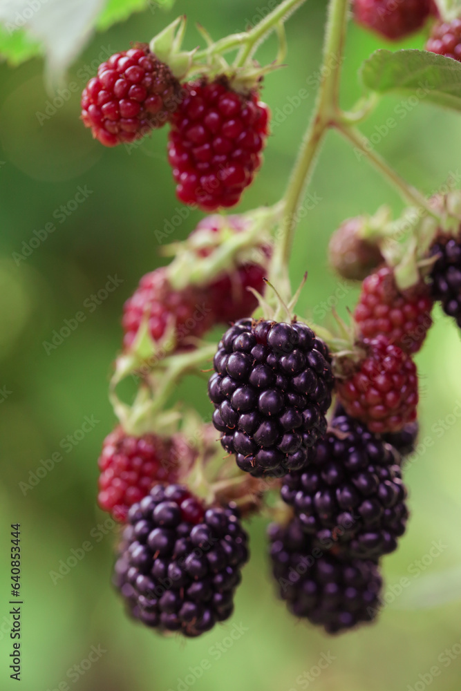 Blackberry bush with ripe and green berries Blackberry bush with ripe and green berries