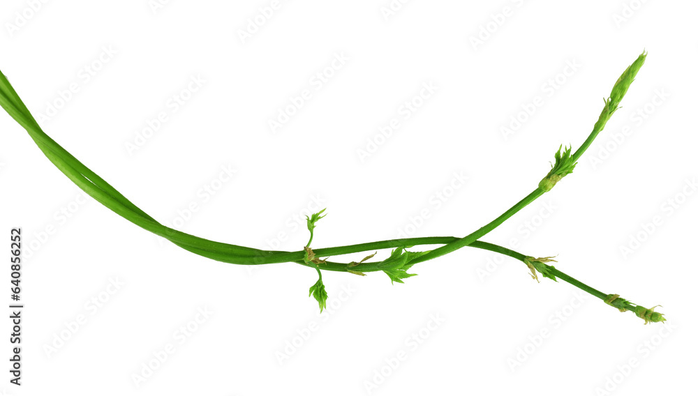 Beautiful shoots of young hops with leaves. Close-up. Isolated on transparent without shadow. PNG. Flat-lay . Beautiful shoots of young hops with leaves. Close-up. Isolated on transparent without shadow. PNG. Flat-lay .
