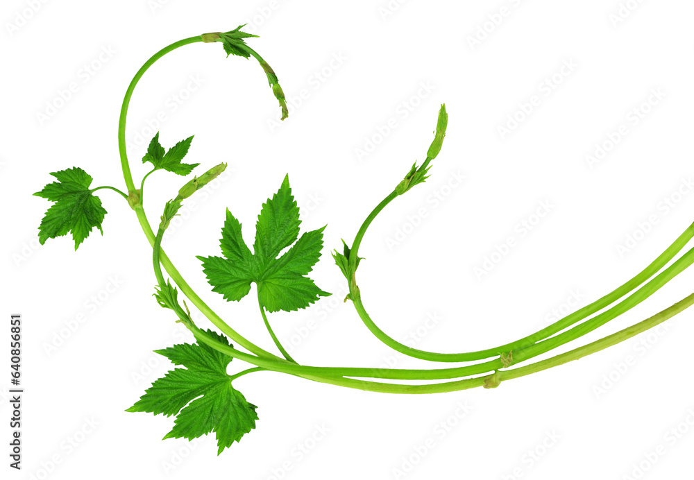 Fresh hop tendrils with young leaves. Isolated. Spring. Medicinal plants. Brewing. on transparent without shadow. PNG - obrazy, fototapety, plakaty 
