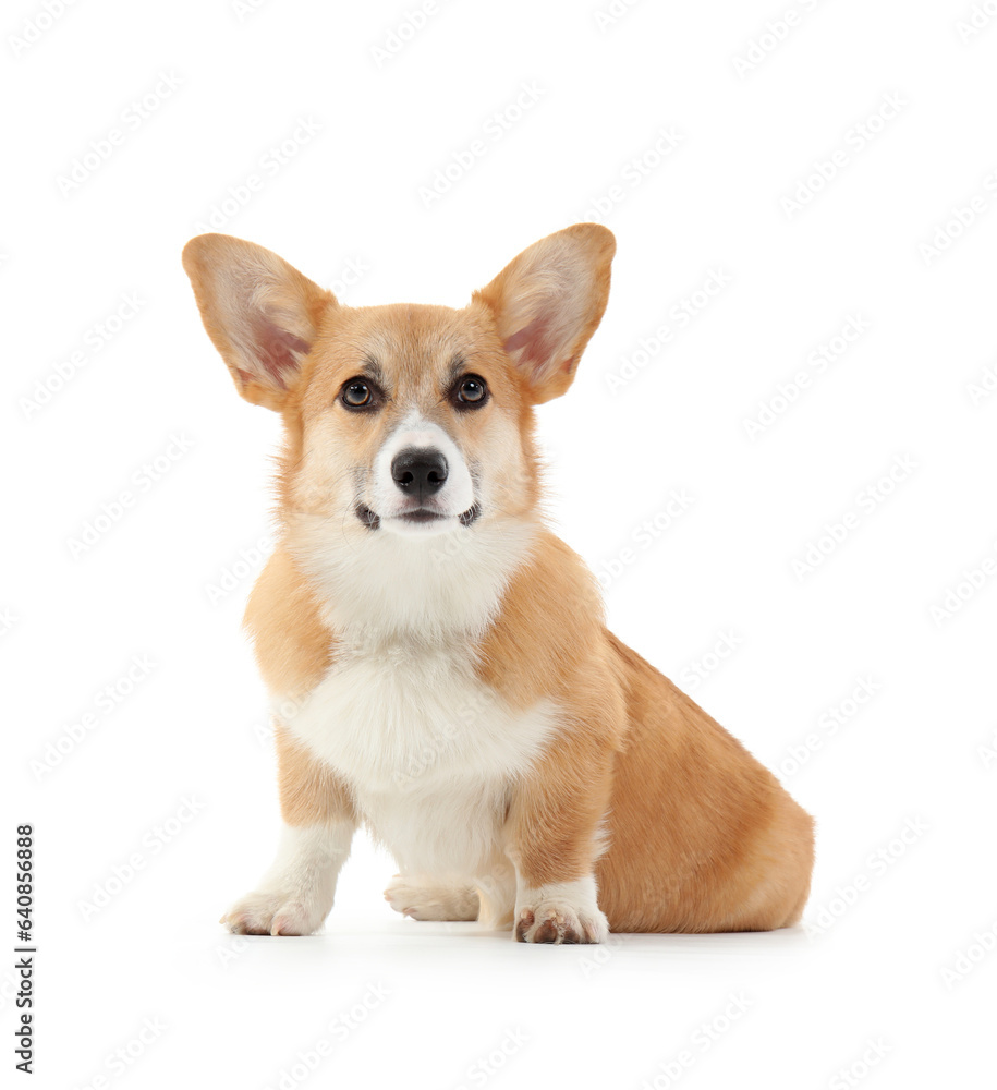 Cute Corgi dog isolated on white background