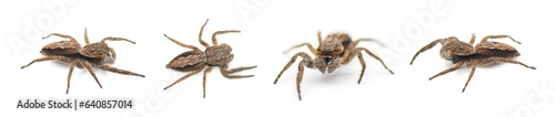 Konstfotografi Tan or familiar jumping spider - platycryptus undatus - brown arachnid that hide