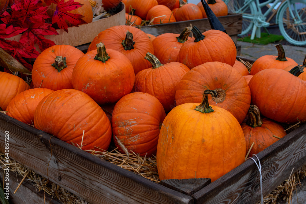 big wooden box with orange pumpkins, halloween preparation big wooden box with orange pumpkins, halloween preparation