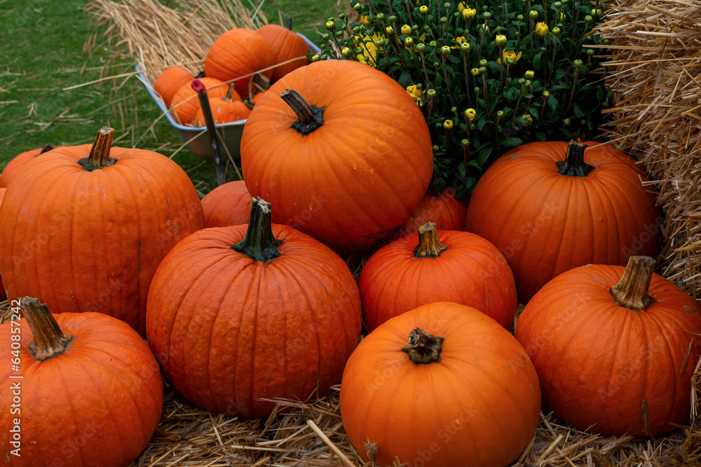 big autumn harvest of orange pumpkins, preparation for halloween big autumn harvest of orange pumpkins, preparation for halloween
