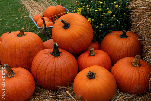 big autumn harvest of orange pumpkins  preparation for halloween