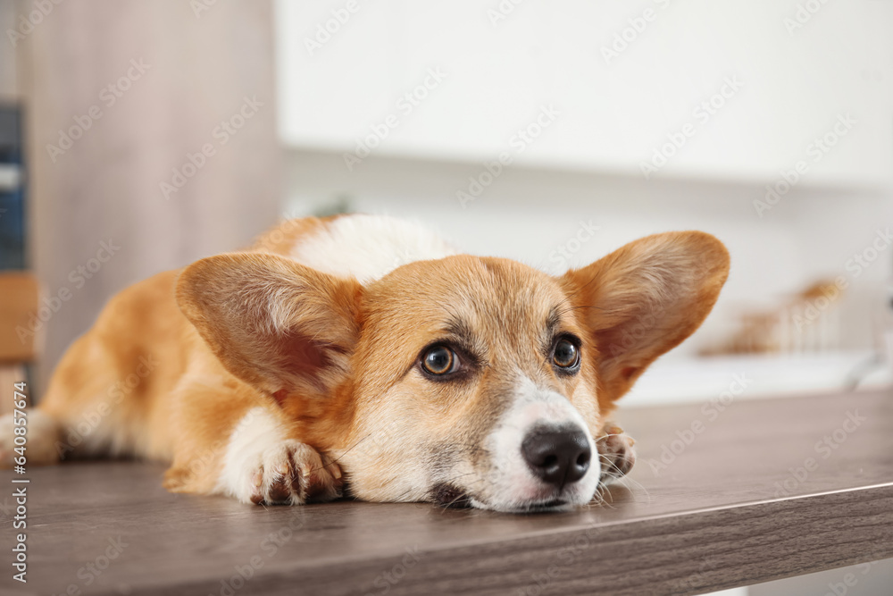 Cute Corgi dog lying on wooden table in kitchen Cute Corgi dog lying on wooden table in kitchen