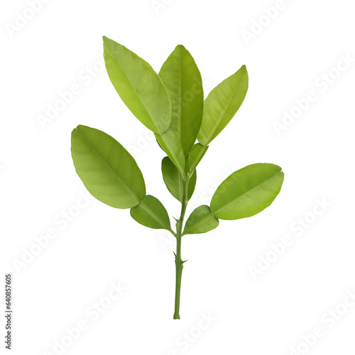 Fresh green lemon leaves isolated on transparent background  © floralpro