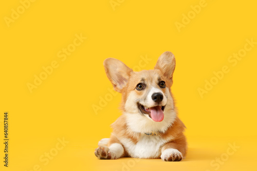 Cute Corgi dog lying on orange background © Pixel-Shot