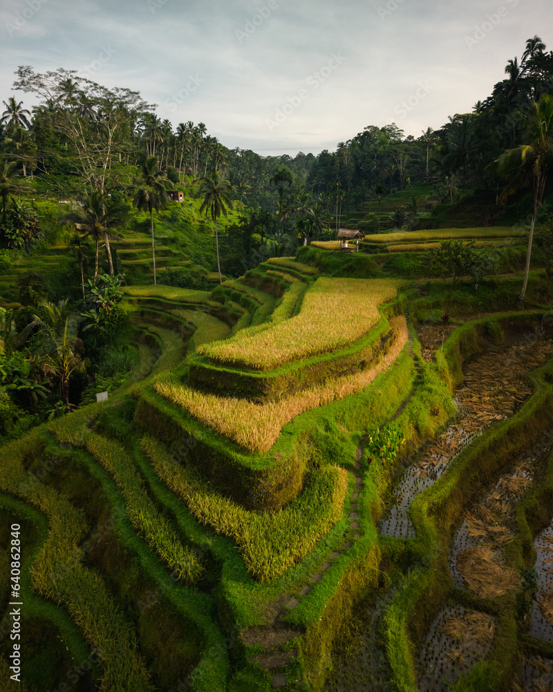 A Captivating Aerial Experience: Bali's Authentic Charm in a Traditional Village amidst the Picturesque Tegalalang Countryside. Lush Green Rice Terraces in Asia's Vacation Destination of Indonesia