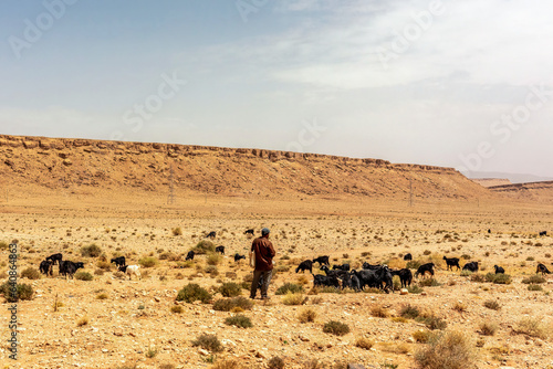Quadro su tela Goats at the semidesert of morocco