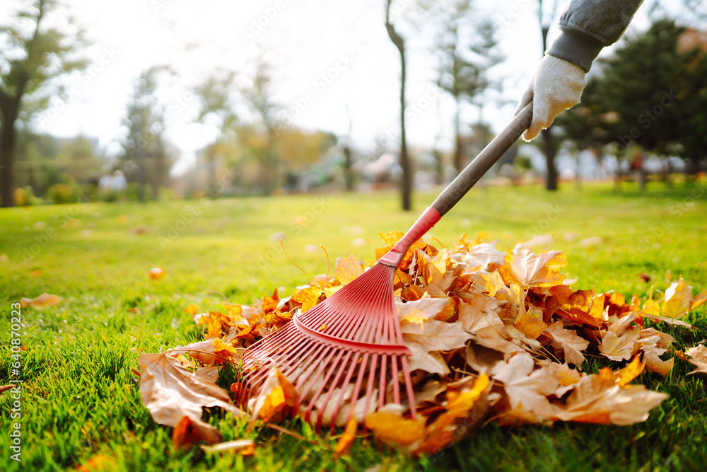 Obraz premium Close-up of a rake picking up fallen leaves in autumn. Man with a fan rake clears the yellow leaves from the park. Concept of volunteering, cleaning, ecology.