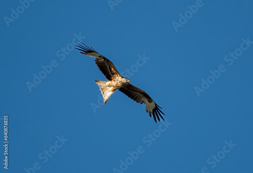 buzzard in flight © Ronny