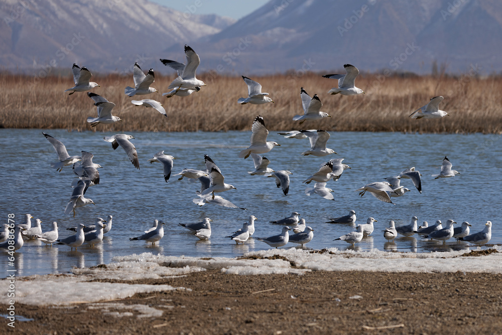 flock of gulls over utah lake