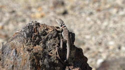 Great Basin Collared Lizard on a boulder running away in the Utah desert. photo