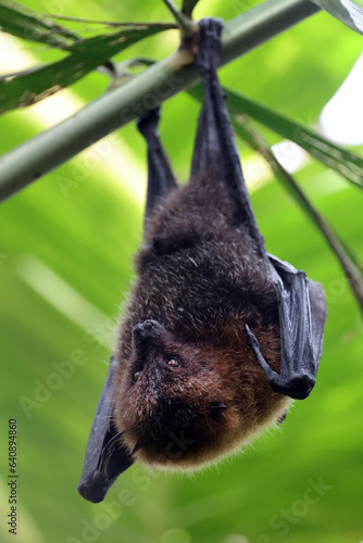 The Rodrigues flying fox or Rodrigues fruit bat (Pteropus rodricensis) photo