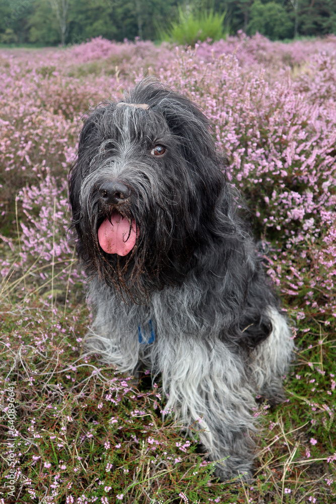 Schapendoes, Dutch Sheepdog, in the blooming heather