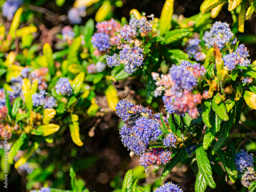 Close up shot of Ceanothus flower blossom Close up shot of Ceanothus flower blossom