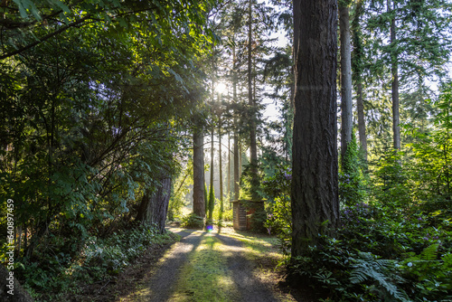 path in the forest © Josh Scholten