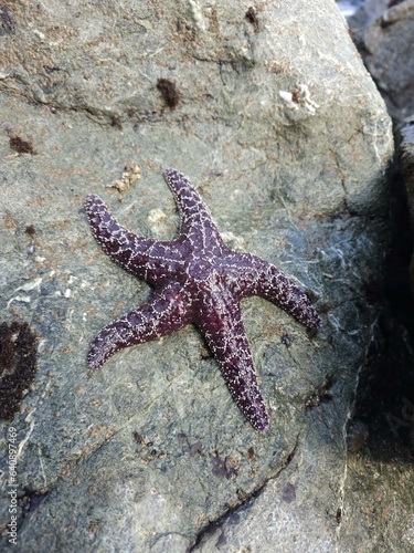 Marine invertebrates Starfish Organism Underwater Water Marine biology