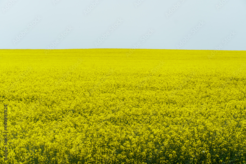 A large field of blooming yellow rapeseed against a blue sky. View of an agricultural rapeseed field and collected haystacks.