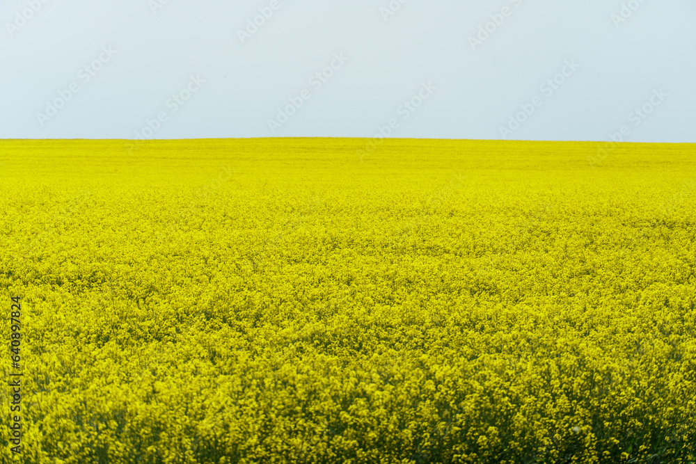 A large field of blooming yellow rapeseed against a blue sky. View of an agricultural rapeseed field and collected haystacks. A large field of blooming yellow rapeseed against a blue sky. View of an agricultural rapeseed field and collected haystacks.