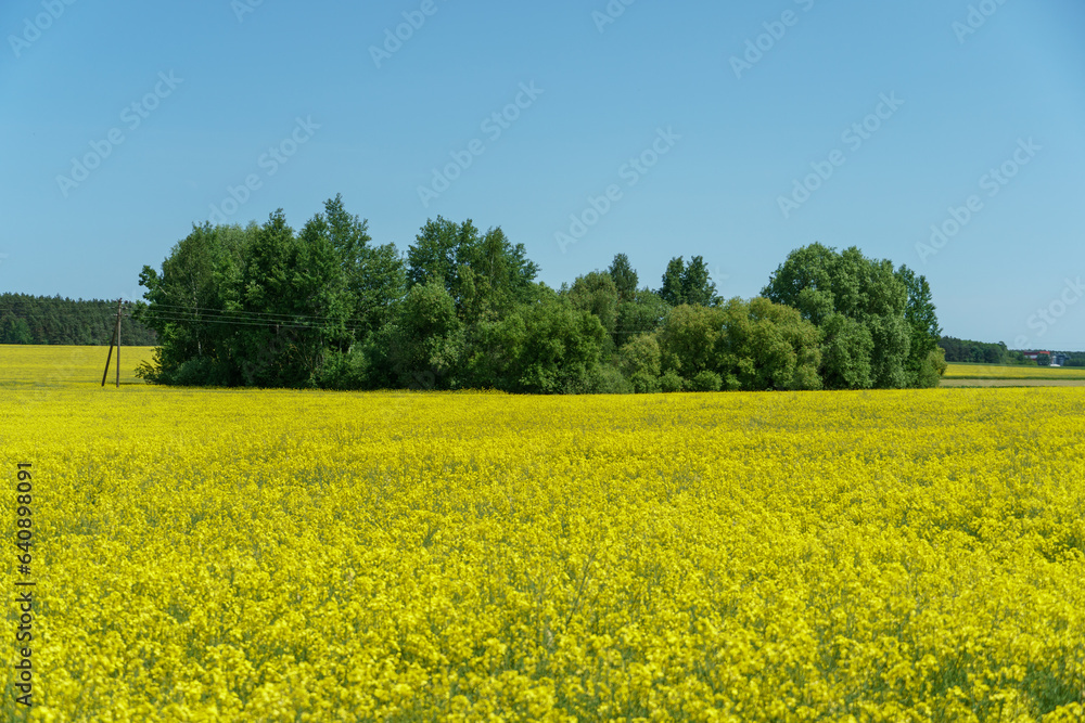 A large field of flowering yellow rapeseed located along the forest against the blue sky. View of an agricultural rapeseed field in an ecologically clean area. A large field of flowering yellow rapeseed located along the forest against the blue sky. View of an agricultural rapeseed field in an ecologically clean area.