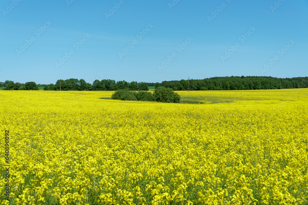 A large field of flowering yellow rapeseed located along the forest against the blue sky. View of an agricultural rapeseed field in an ecologically clean area.