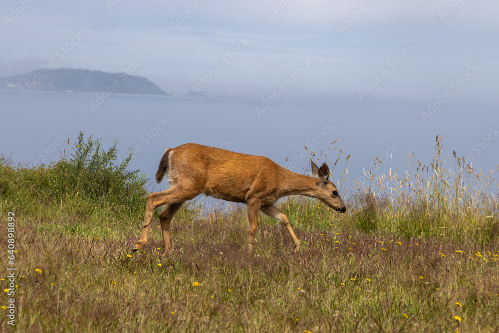 Naklejka premium deer in the field