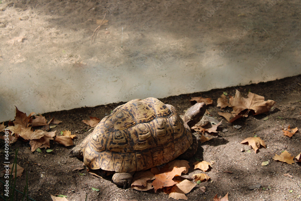 Obraz premium turtle on the rocks