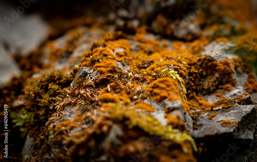 lichen on rock