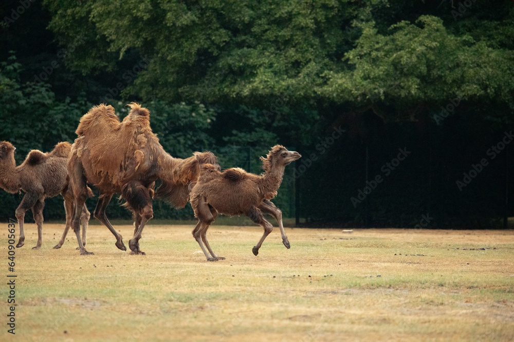 Fototapeta premium beautiful camels in Berlin Zoo