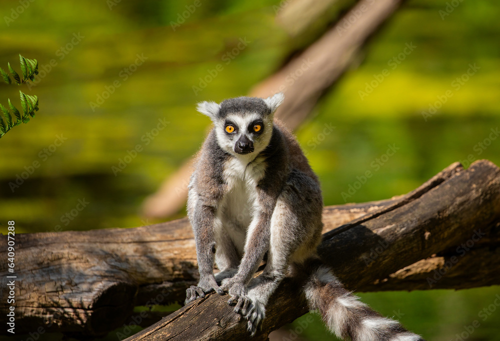Ring-tailed lemur (Lemur catta) Berlin zoo Ring-tailed lemur (Lemur catta) Berlin zoo