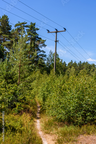 Schmaler Wanderpfad im Wald mit Strommast