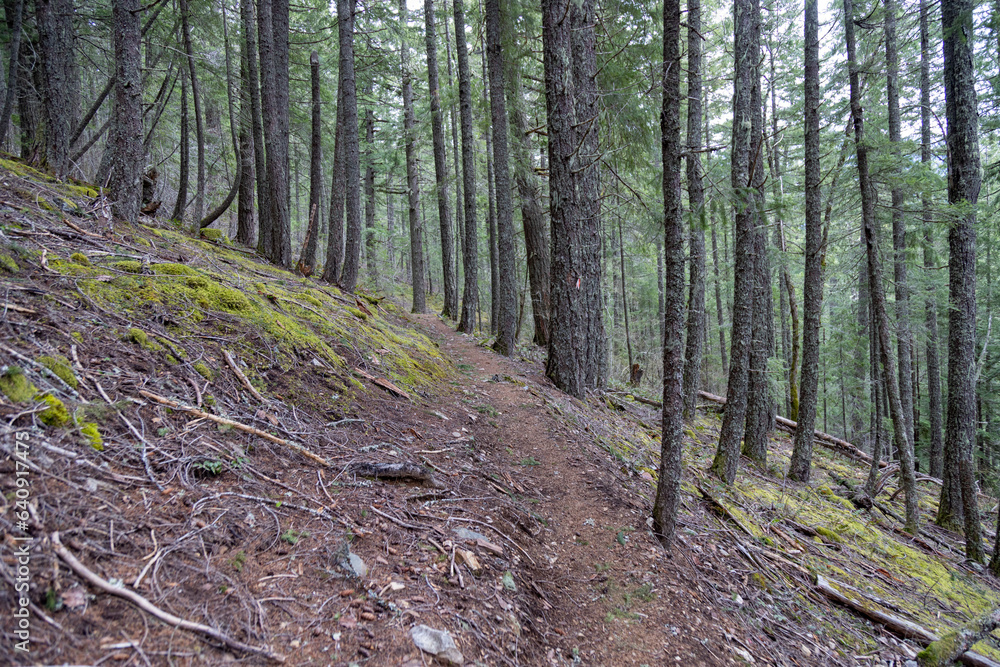 Fototapeta premium footpath in the woods