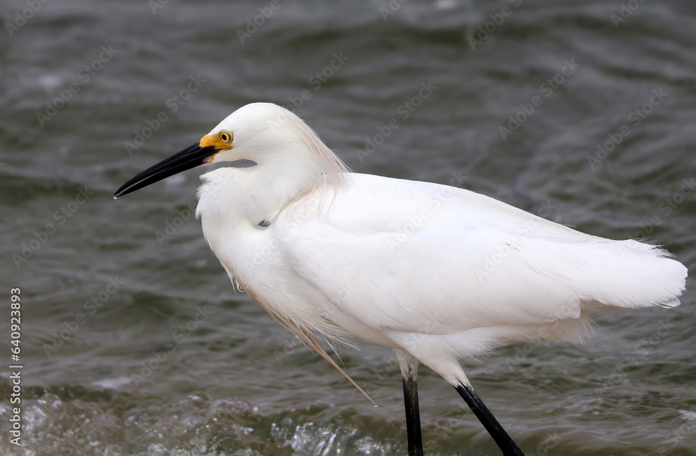 Snowy Egret at Chatham, Cape Cod in New England Snowy Egret at Chatham, Cape Cod in New England