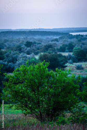 tree on the hill