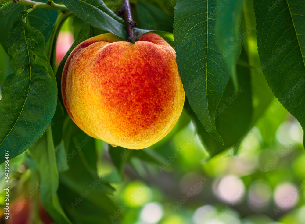 Organic ripe peach fruit on a tree branch among green foliage. Selective soft focus with beautiful bokeh Organic ripe peach fruit on a tree branch among green foliage. Selective soft focus with beautiful bokeh
