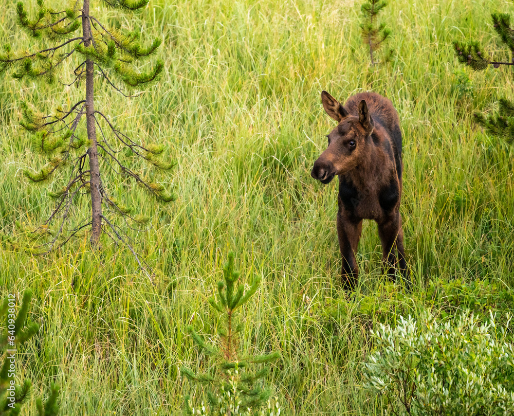 Small Moose Calf Standing In Tall Grass Looks To The Left