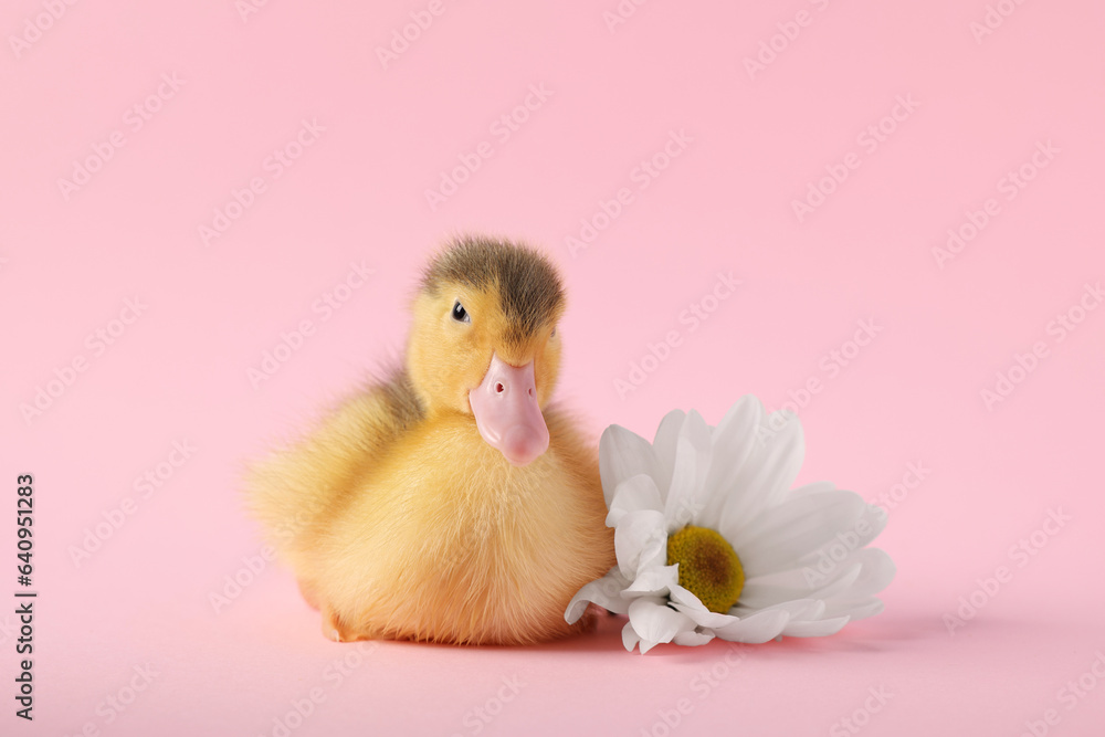 Baby animal. Cute fluffy duckling near flower on pink background Baby animal. Cute fluffy duckling near flower on pink background