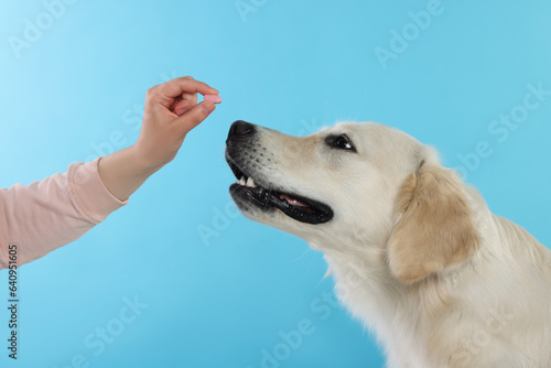 Woman giving pill to cute Labrador Retriever dog on light blue background, closeup