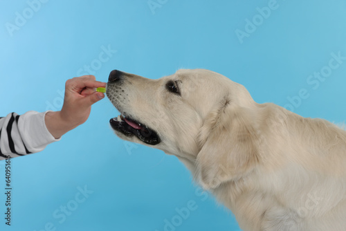 Woman giving pill to cute Labrador Retriever dog on light blue background, closeup