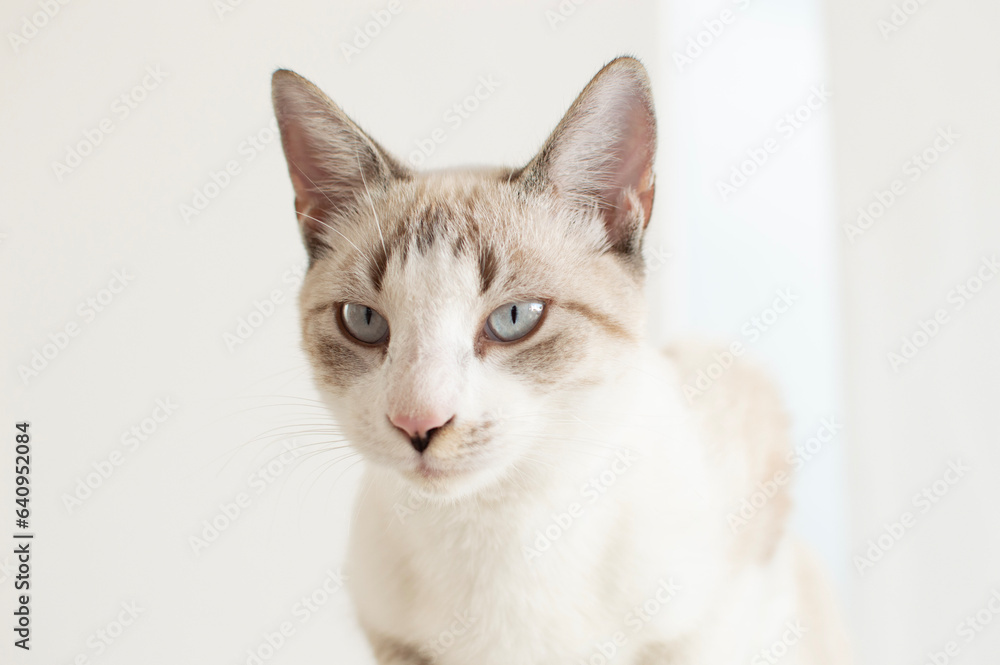 Gato blanco de ojos azules y pelo corto