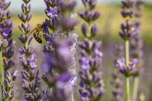 Honeybee collecting nectar from beautiful lavender flower outdoors  closeup. Space for text