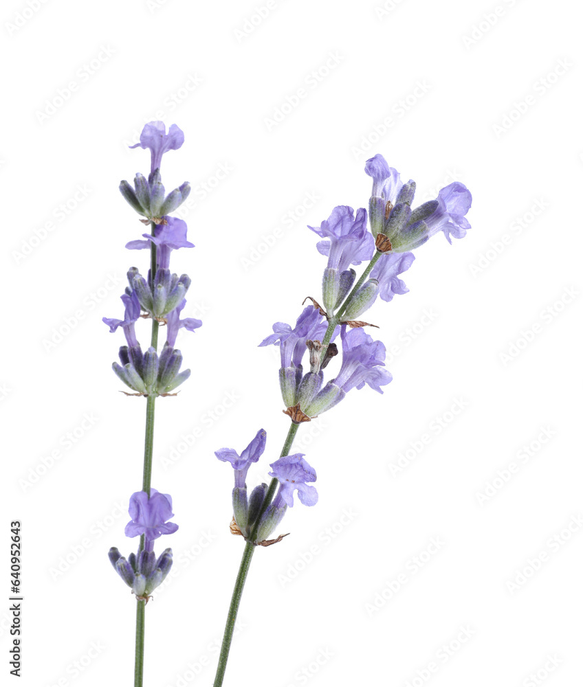 Beautiful blooming lavender flowers isolated on white Beautiful blooming lavender flowers isolated on white